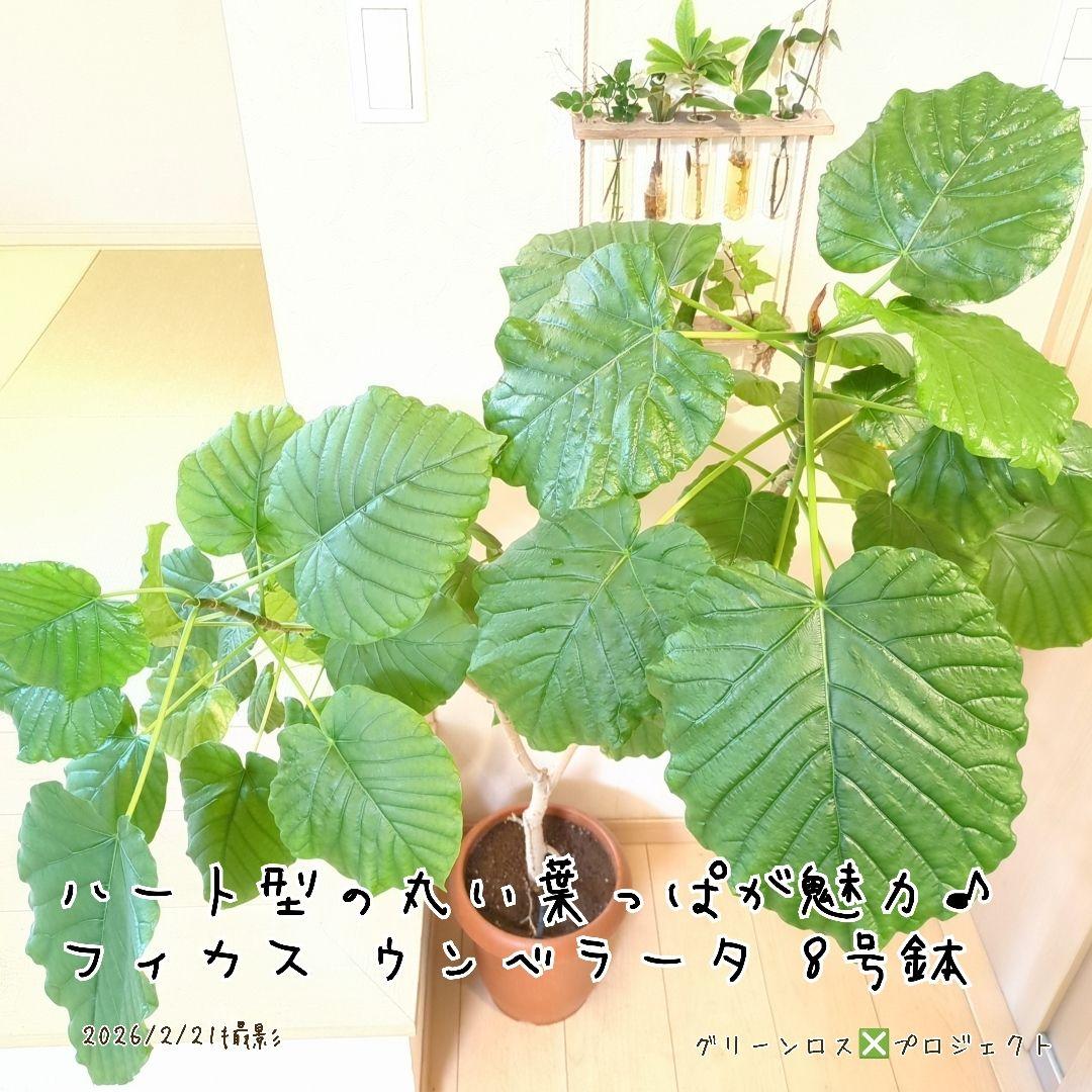 【B級品/大型観葉植物】ハート型の丸い葉っぱが人気♪フィカスウンベラータ 8号鉢