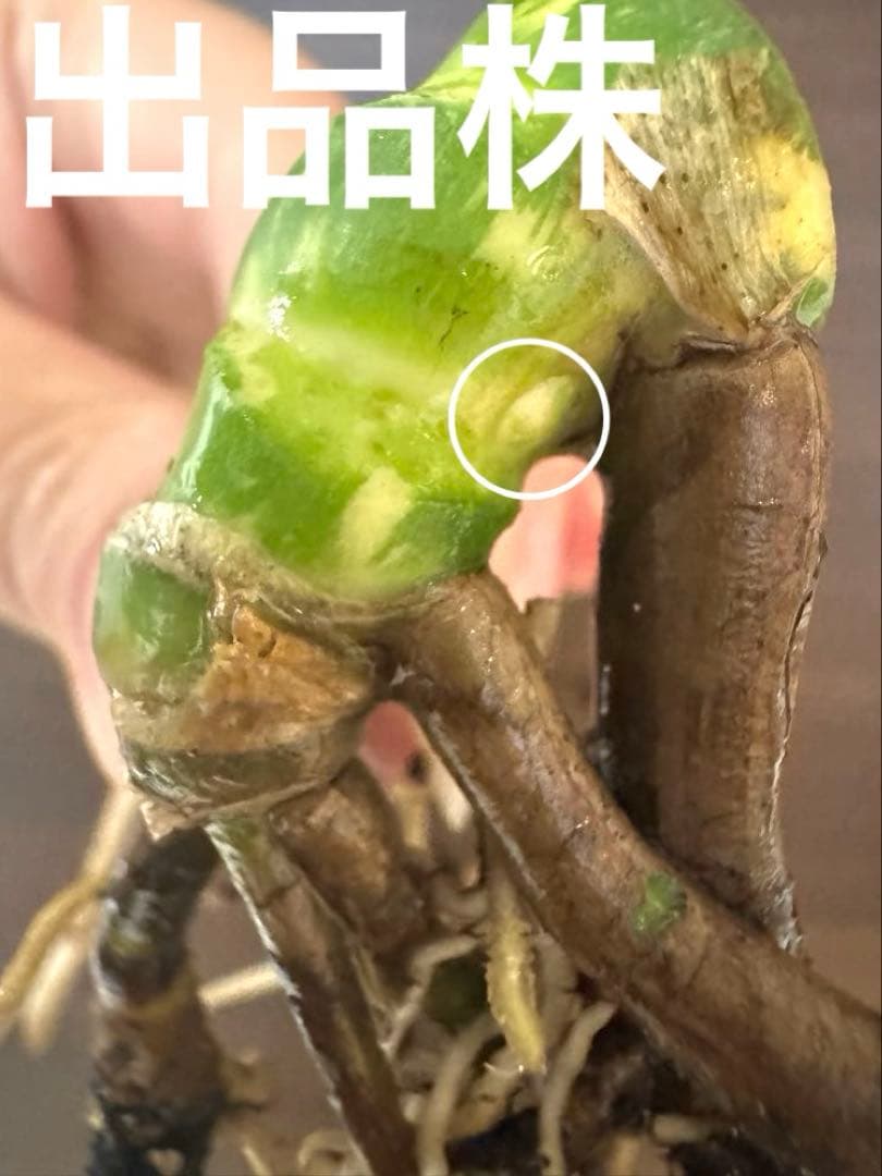 ゆ*う様 【超希少】モンステラ デリシオーサ レガシー　極上茎3芽付き　発根済み