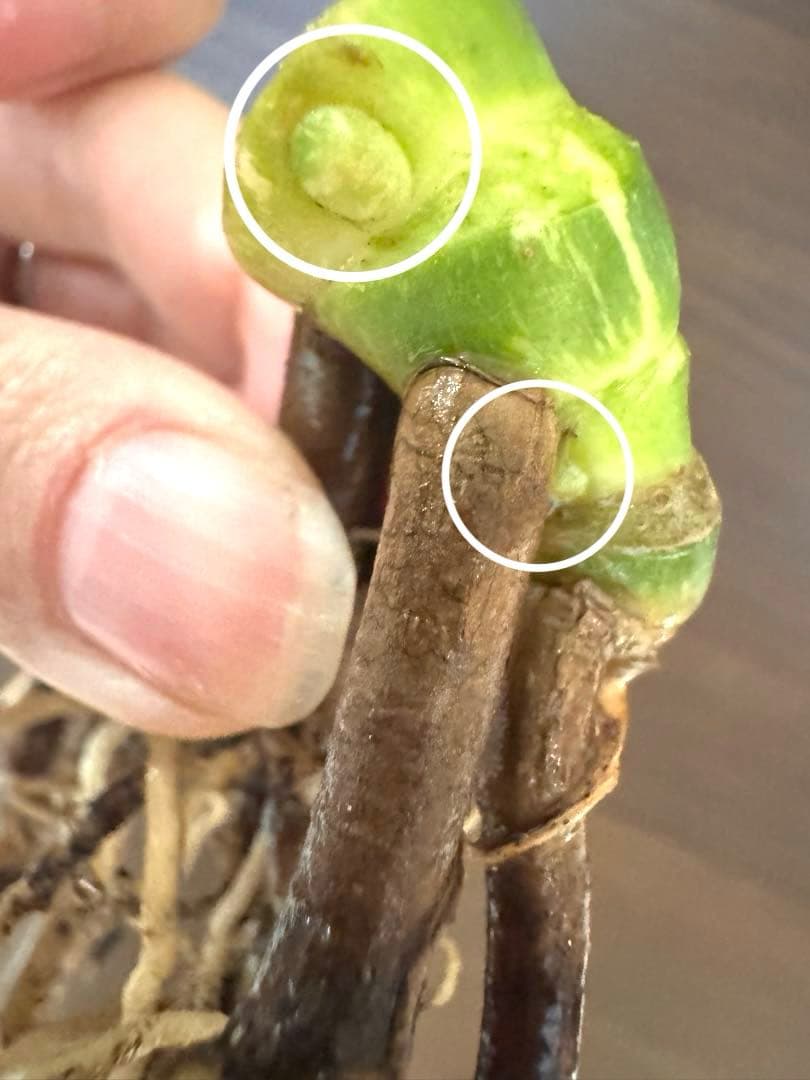 ゆ*う様 【超希少】モンステラ デリシオーサ レガシー　極上茎3芽付き　発根済み