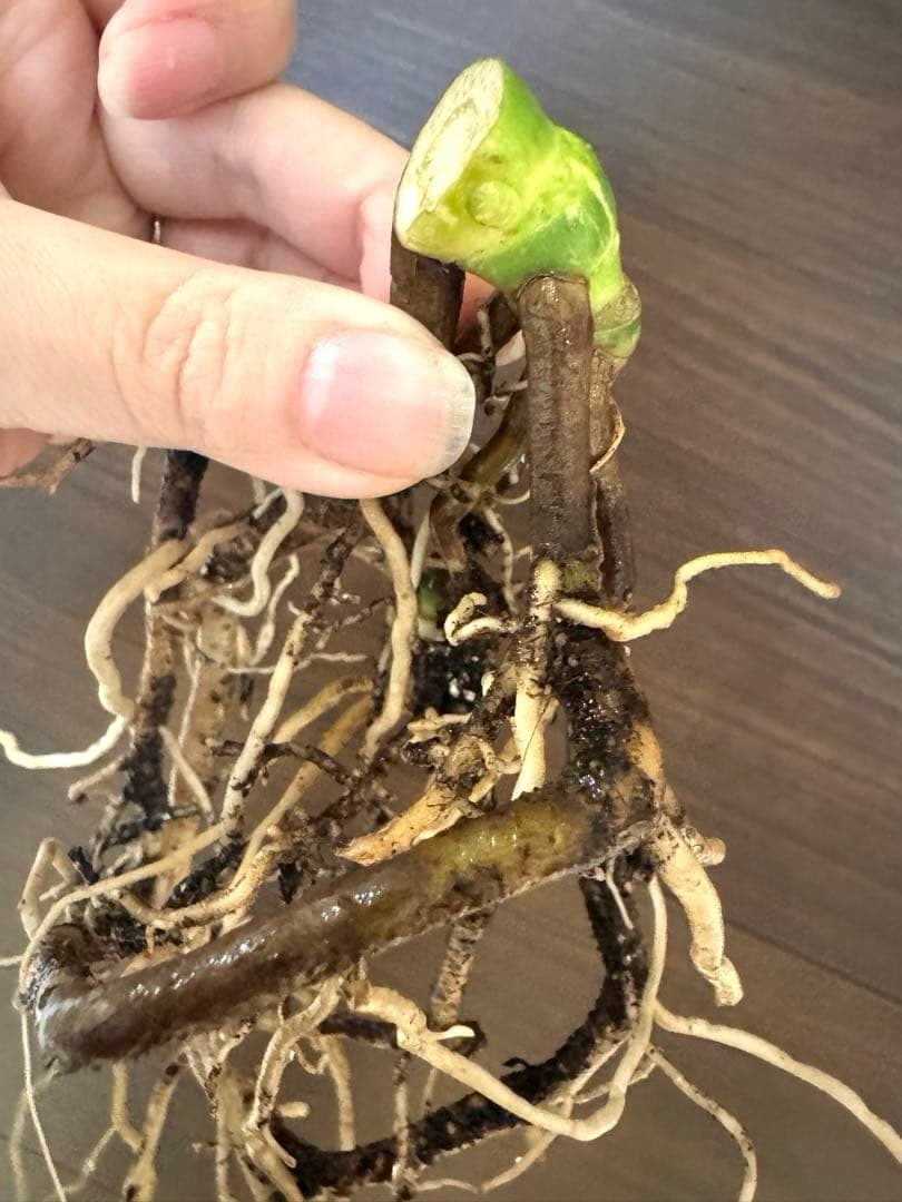 ゆ*う様 【超希少】モンステラ デリシオーサ レガシー　極上茎3芽付き　発根済み