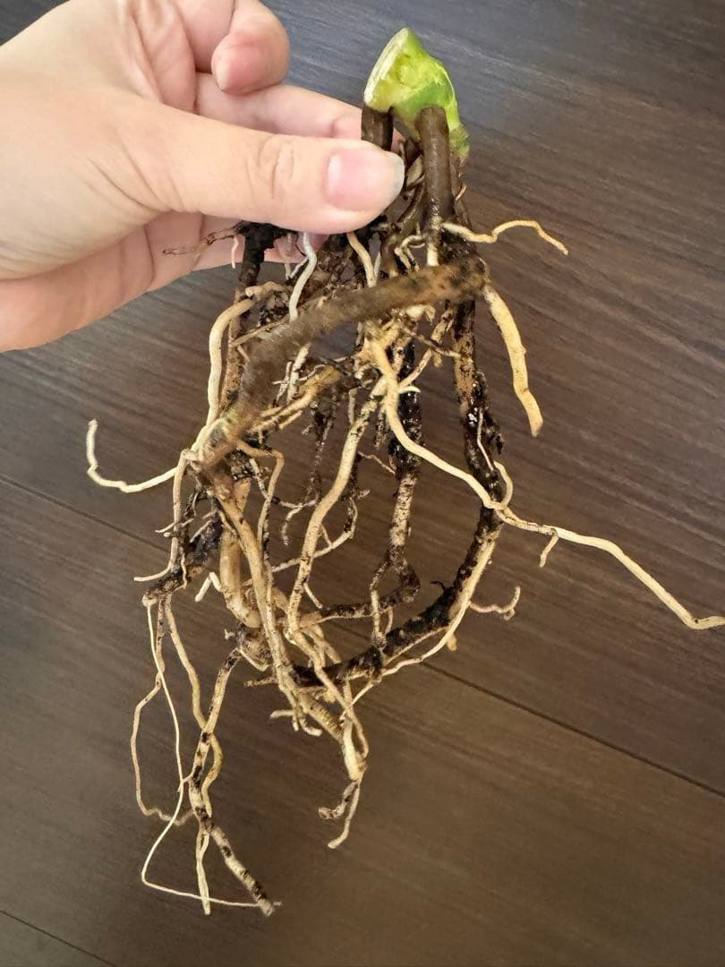 ゆ*う様 【超希少】モンステラ デリシオーサ レガシー　極上茎3芽付き　発根済み