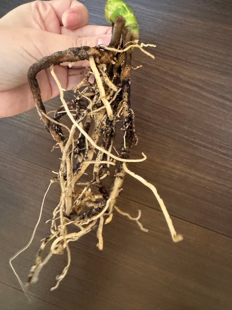 ゆ*う様 【超希少】モンステラ デリシオーサ レガシー　極上茎3芽付き　発根済み