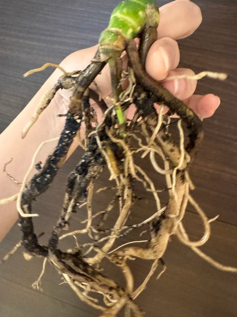 ゆ*う様 【超希少】モンステラ デリシオーサ レガシー　極上茎3芽付き　発根済み