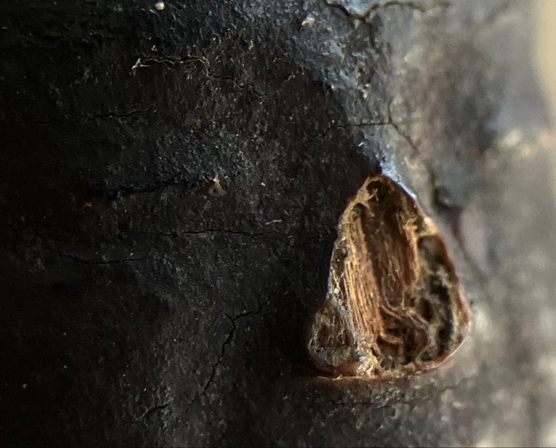 【古格の眼光 木彫天神像 約8㎝ 江戸後期頃 陰陽道 地方民間信仰】郷土玩具仏像