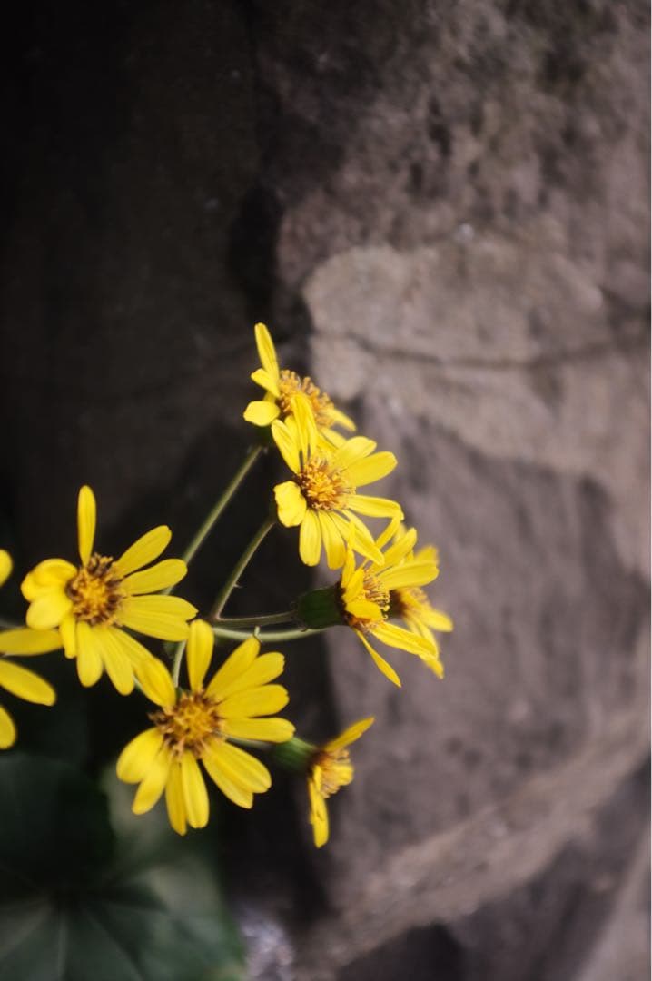 イスナンマラダニ:Fujifilm FinePix X100 初代