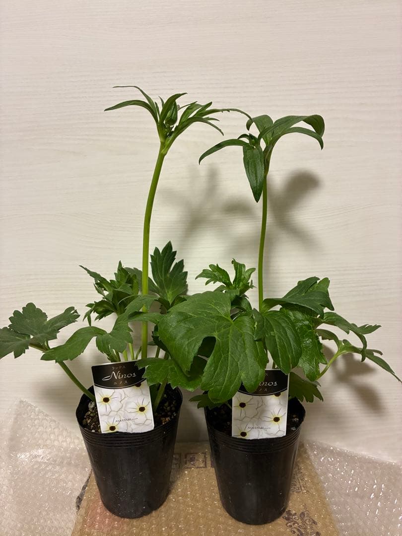 ラナンキュラスラックス　アリアドネ　サティロス　ニノス　リュキア　4種5苗