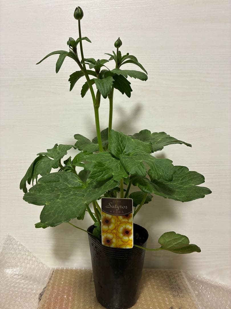 ラナンキュラスラックス　アリアドネ　サティロス　ニノス　リュキア　4種5苗