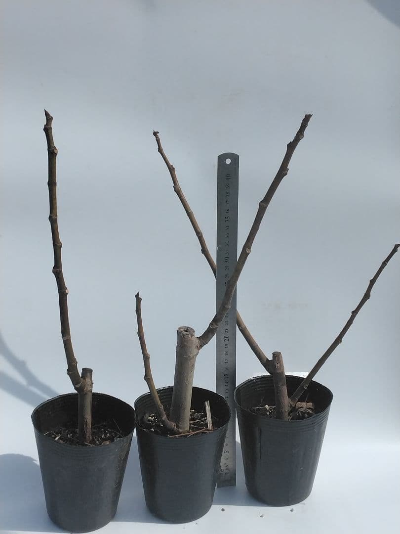 イチジク苗木　１年苗　自由に選べる8鉢セット　a3