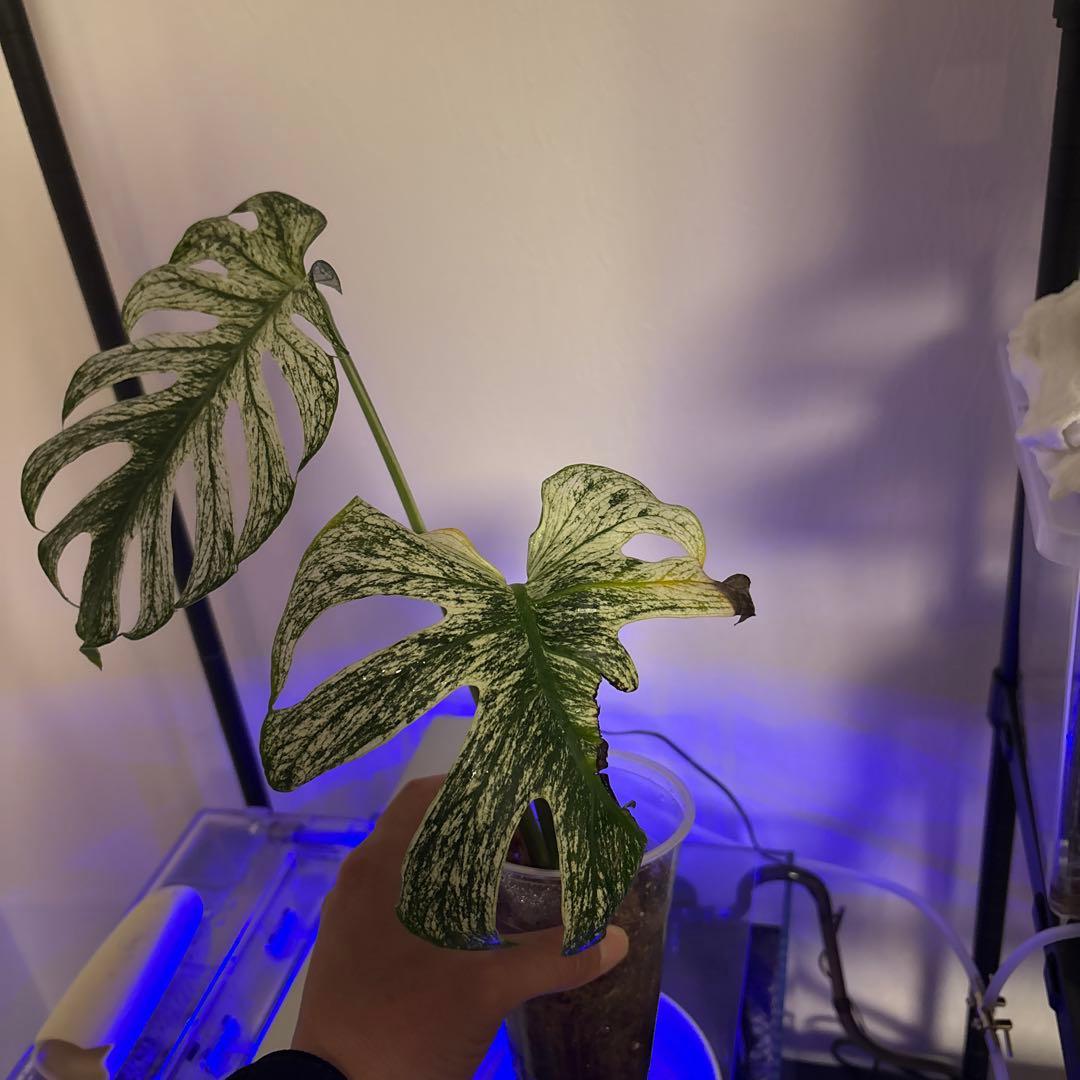 1日のみ！入札なければ取り消します！TG デビルモンスター葉2枚(大株)