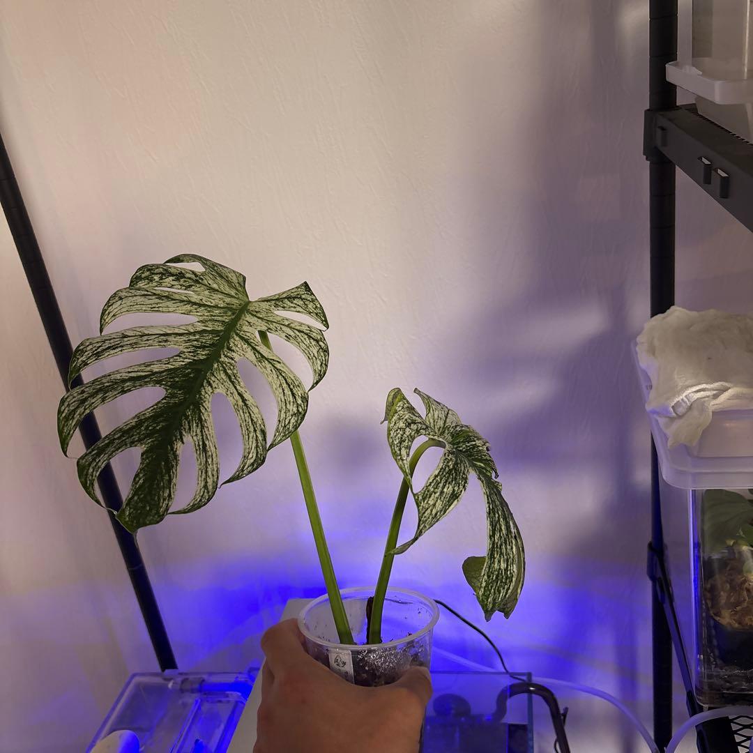 1日のみ！入札なければ取り消します！TG デビルモンスター葉2枚(大株)