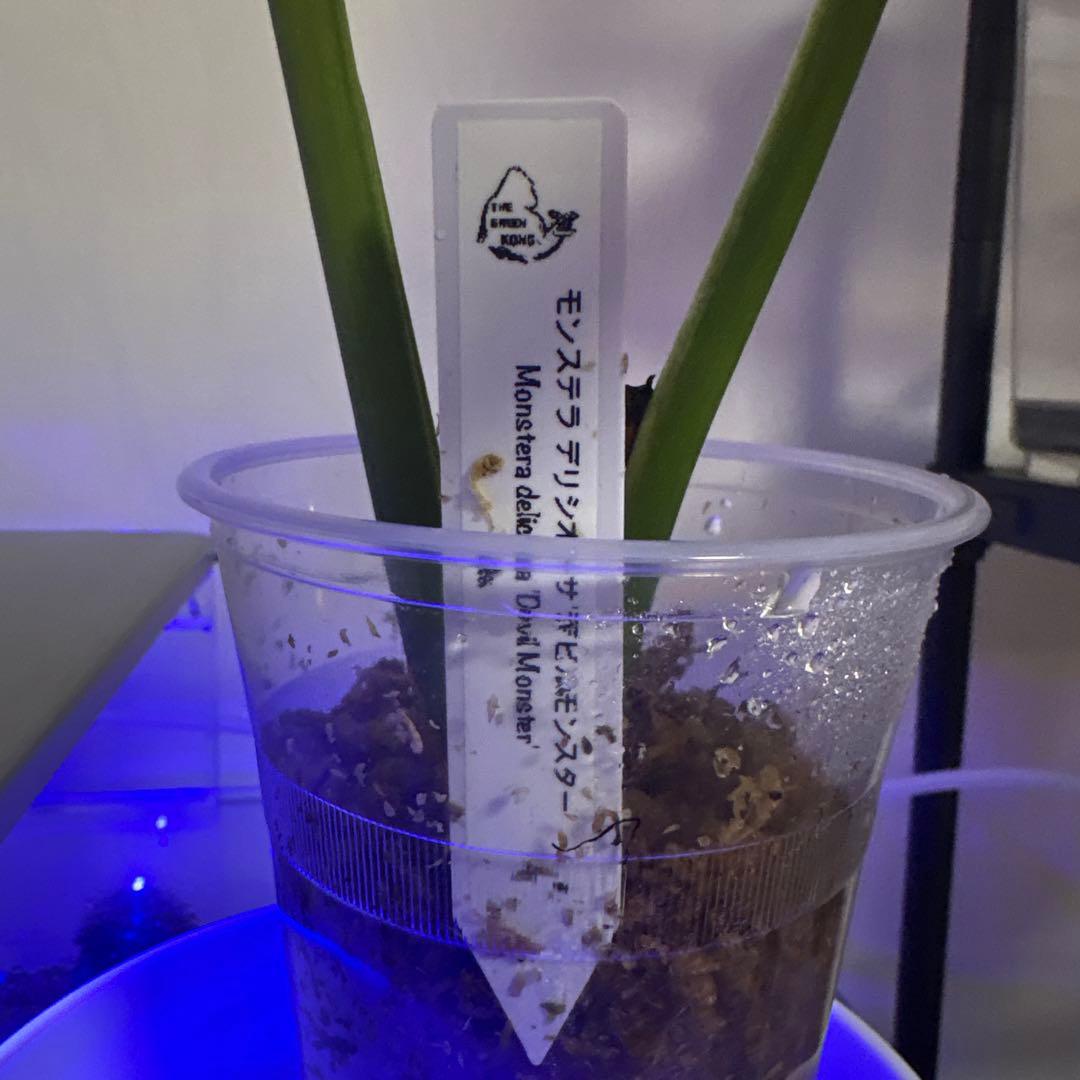 1日のみ！入札なければ取り消します！TG デビルモンスター葉2枚(大株)