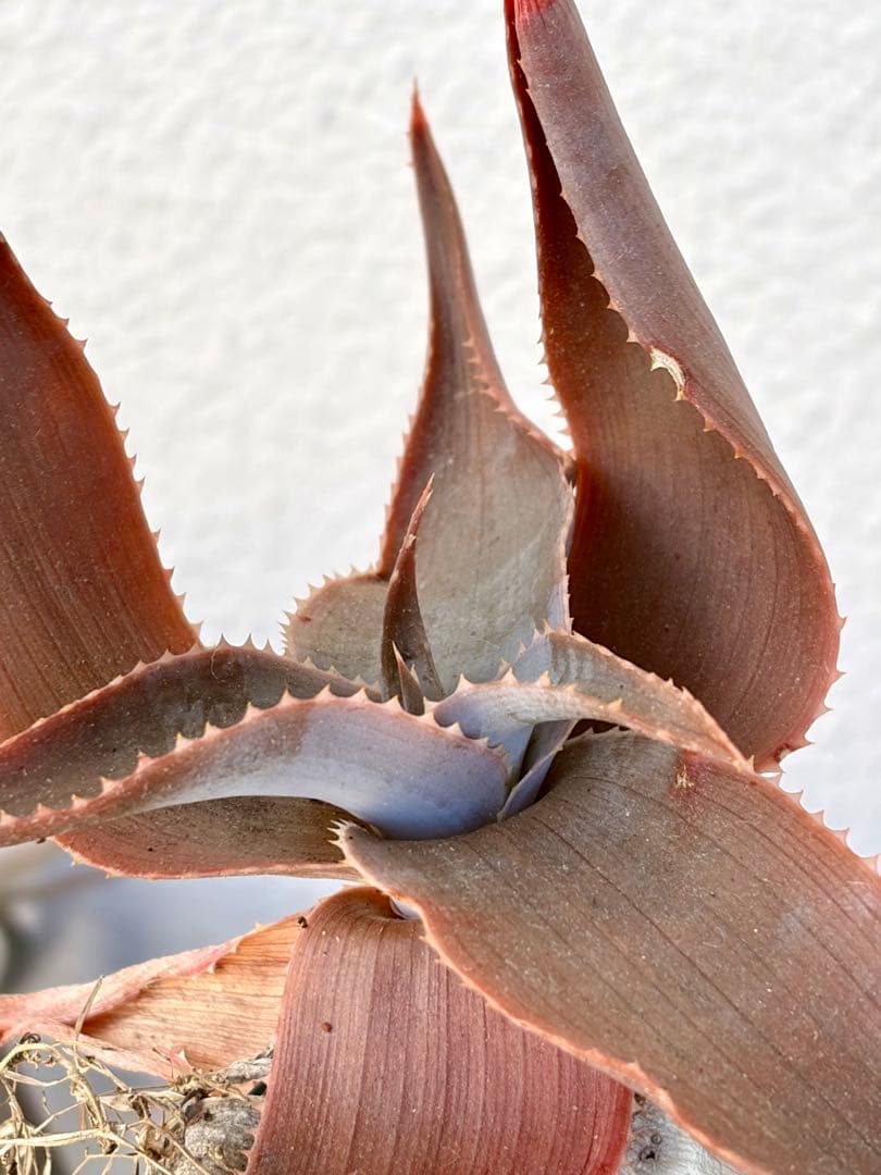 ハオルチア・アロエ Aloe imalotensis (Madagascar)