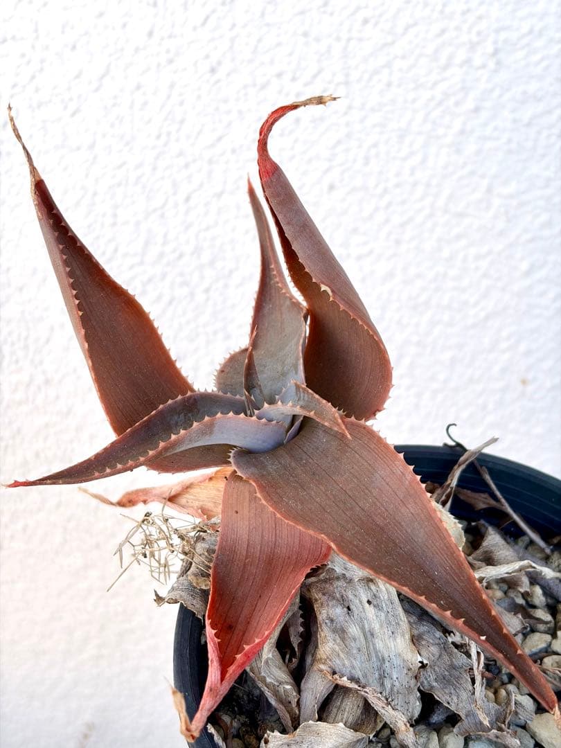ハオルチア・アロエ Aloe imalotensis (Madagascar)