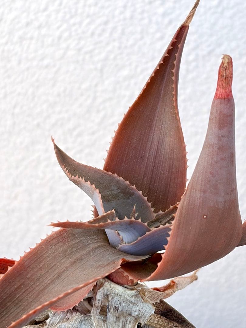 ハオルチア・アロエ Aloe imalotensis (Madagascar)