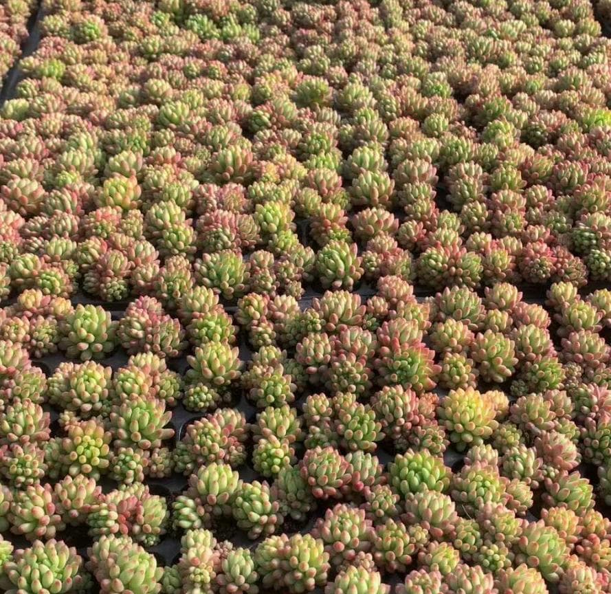 Top【選抜株】多肉植物　220561ブルーバードhyb 128個プラグトレー苗