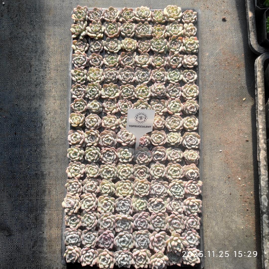 Top【選抜株】多肉植物　220561ブルーバードhyb 128個プラグトレー苗