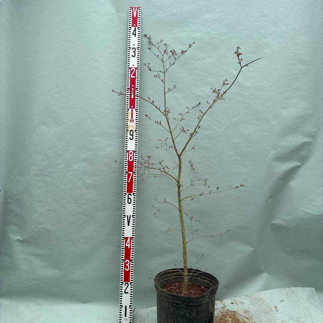 モミジ　山採り風