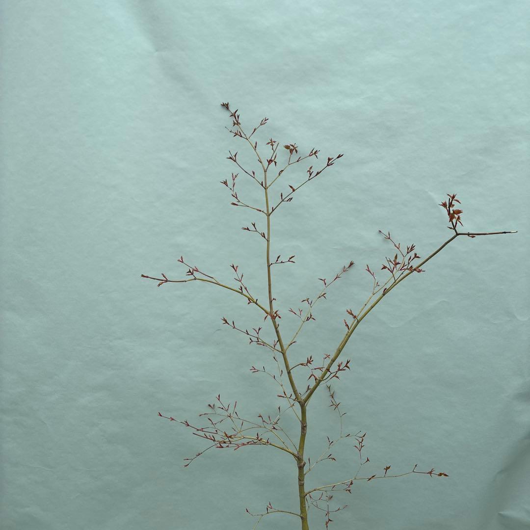 モミジ　山採り風