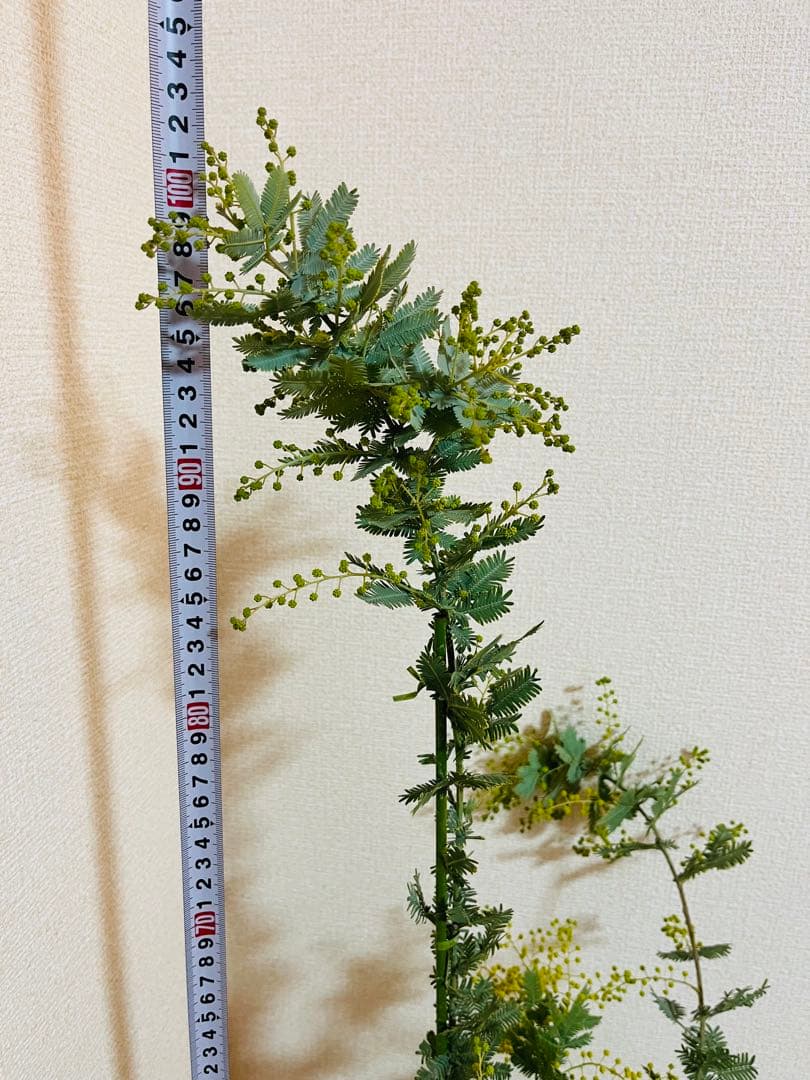 ✨【花芽付き】✨　毎年花が咲く　ミモザ　苗｜アカシア　✨希少サイズ　現物　1m