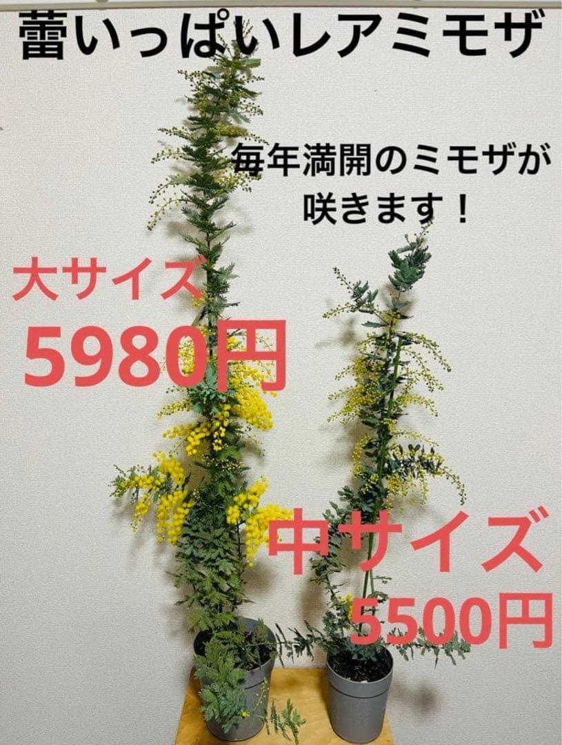 ✨【花芽付き】✨　毎年花が咲く　ミモザ　苗｜アカシア　✨希少サイズ　現物　1m