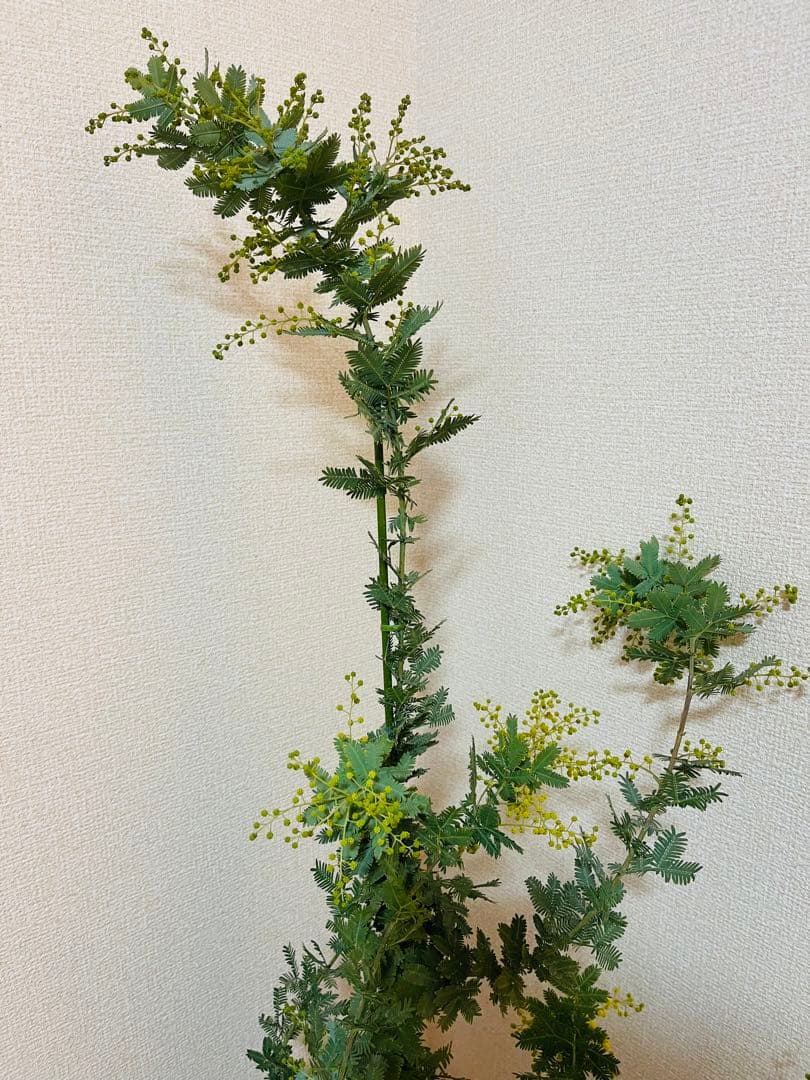 ✨【花芽付き】✨　毎年花が咲く　ミモザ　苗｜アカシア　✨希少サイズ　現物　1m