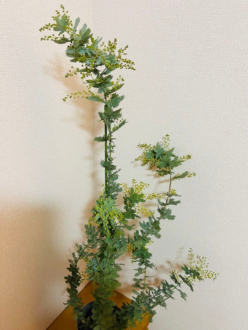 ✨【花芽付き】✨　毎年花が咲く　ミモザ　苗｜アカシア　✨希少サイズ　現物　1m