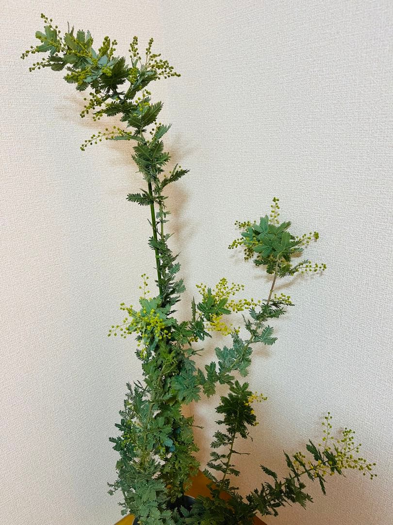 ✨【花芽付き】✨　毎年花が咲く　ミモザ　苗｜アカシア　✨希少サイズ　現物　1m