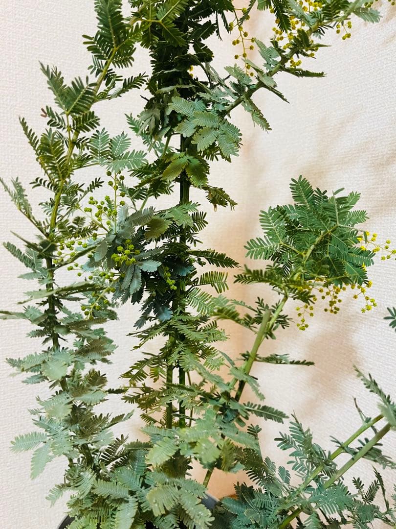 ✨【花芽付き】✨　毎年花が咲く　ミモザ　苗｜アカシア　✨希少サイズ　現物　1m