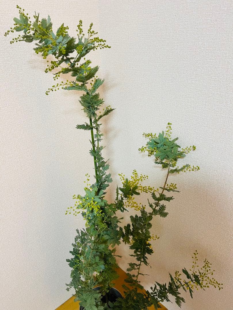 ✨【花芽付き】✨　毎年花が咲く　ミモザ　苗｜アカシア　✨希少サイズ　現物　1m