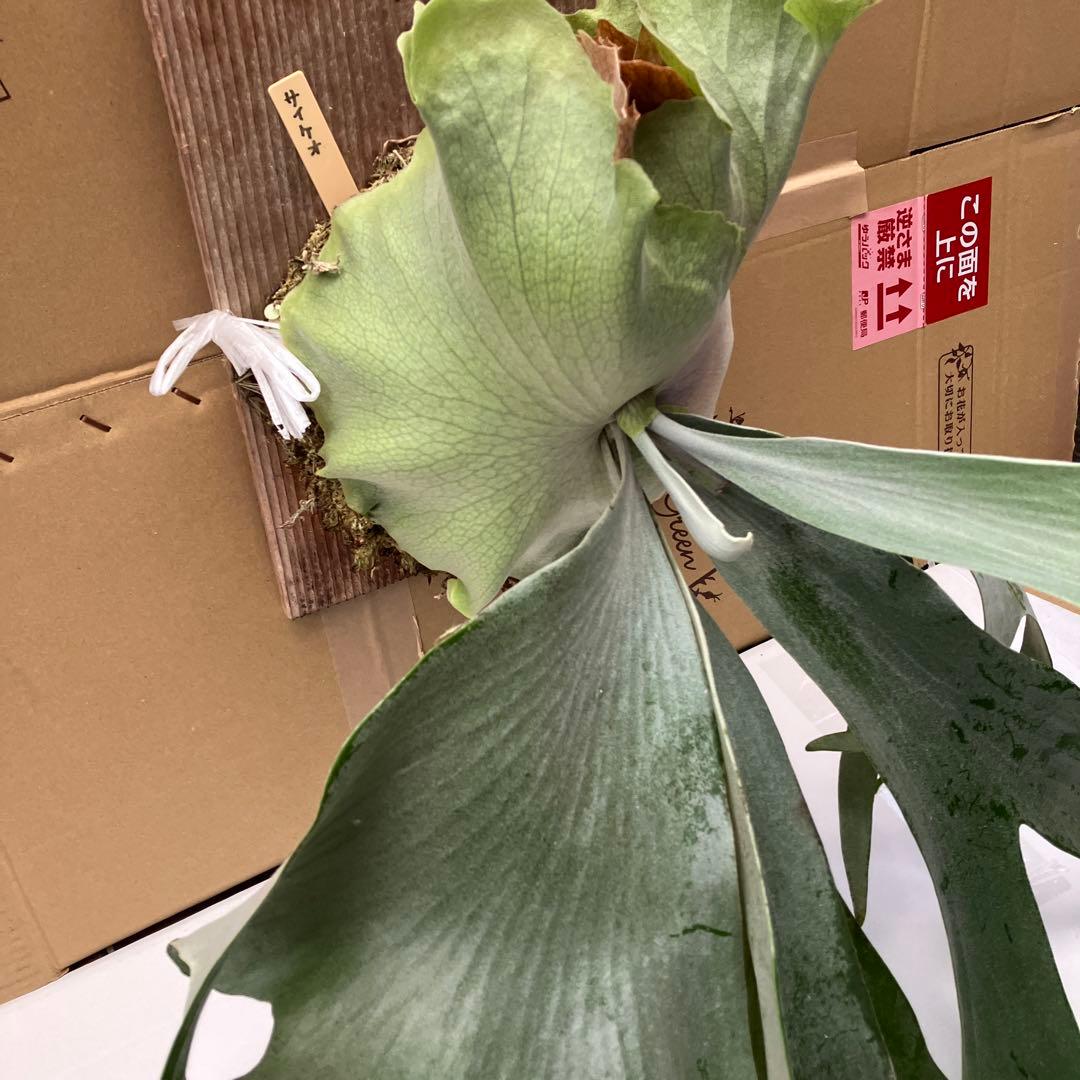 ビカクシダP. Saikeaw サイケオ　親株　傷あり