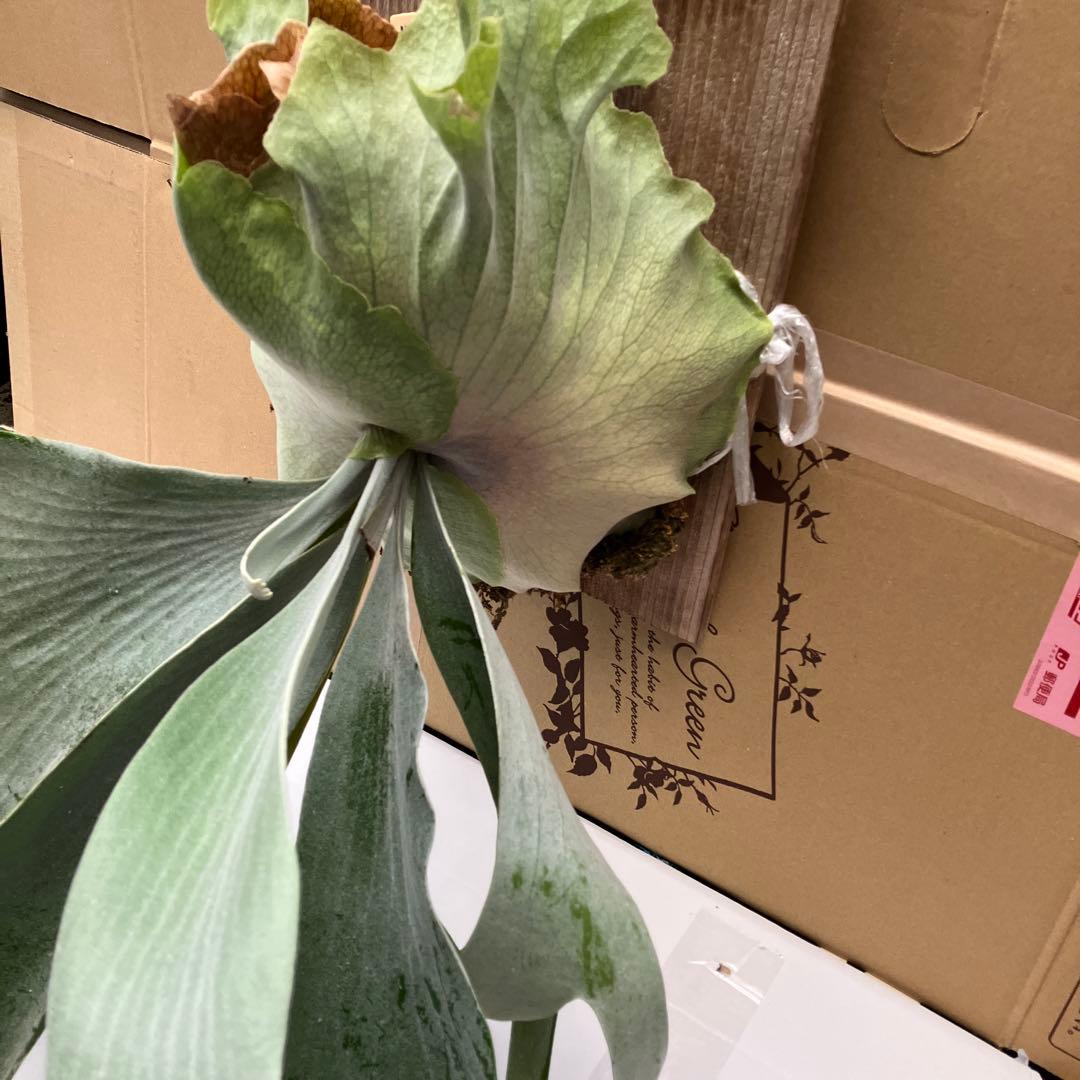 ビカクシダP. Saikeaw サイケオ　親株　傷あり