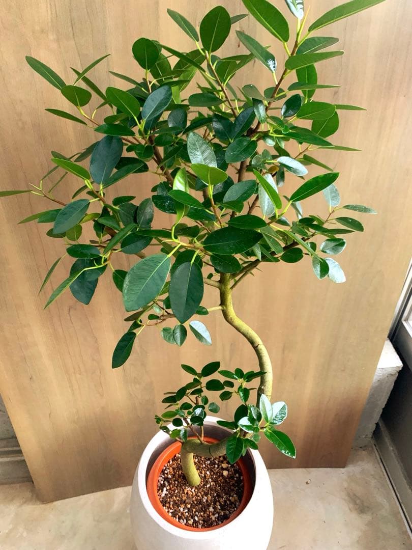 フランスゴム　SPILAL リビングサイズ