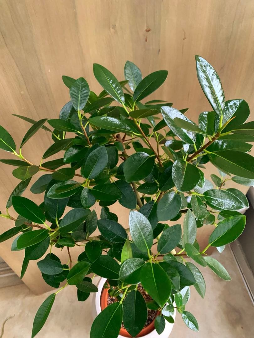 フランスゴム　SPILAL リビングサイズ