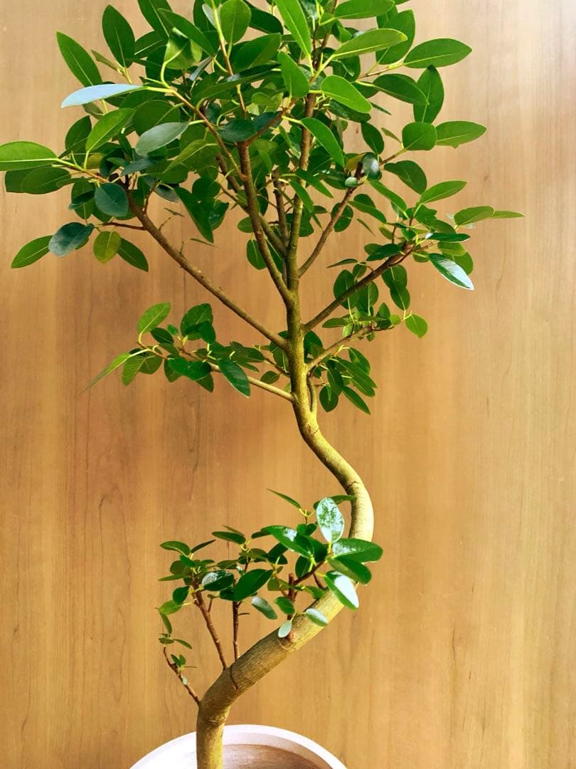 フランスゴム　SPILAL リビングサイズ