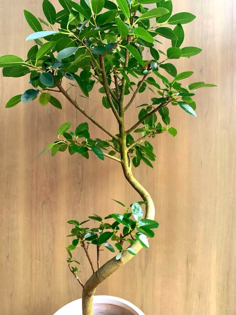 フランスゴム　SPILAL リビングサイズ