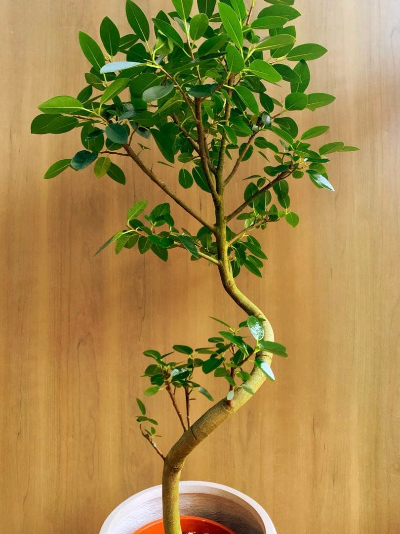 フランスゴム　SPILAL リビングサイズ