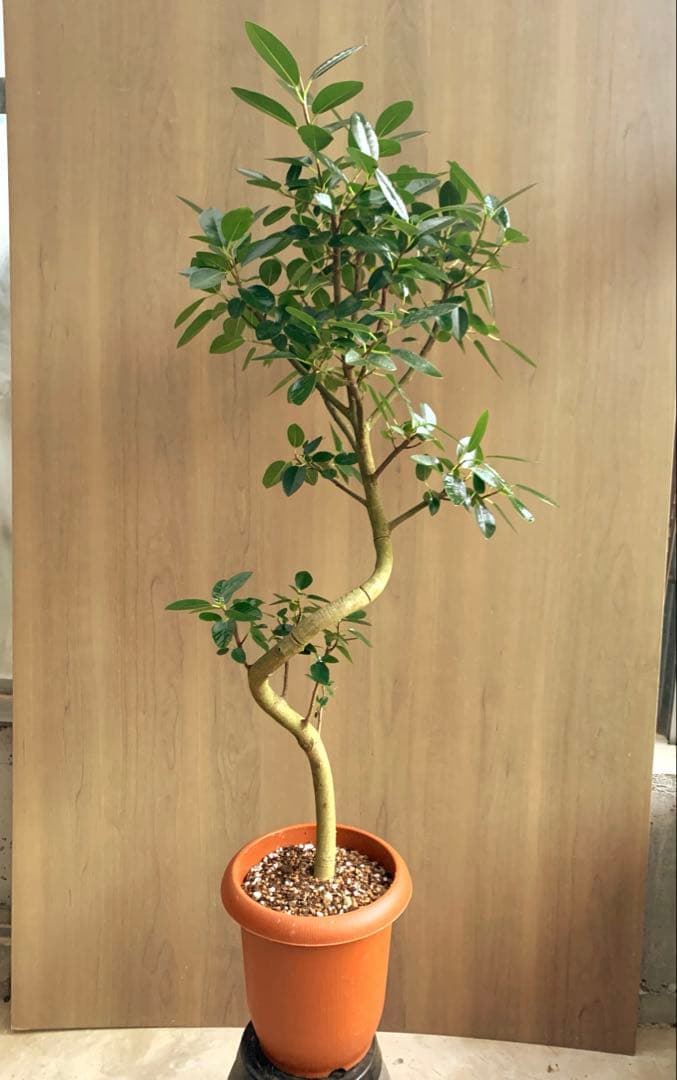 フランスゴム　SPILAL リビングサイズ