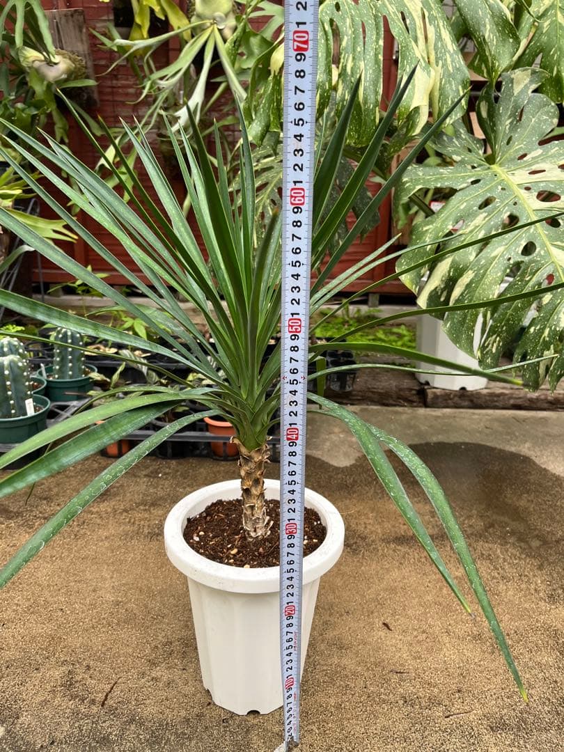ユッカ　アロイフォリア　高さ70cm