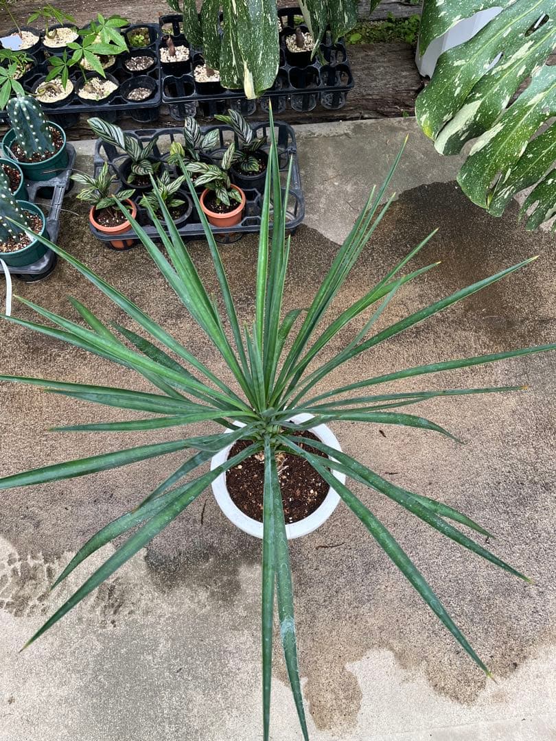 ユッカ　アロイフォリア　高さ70cm