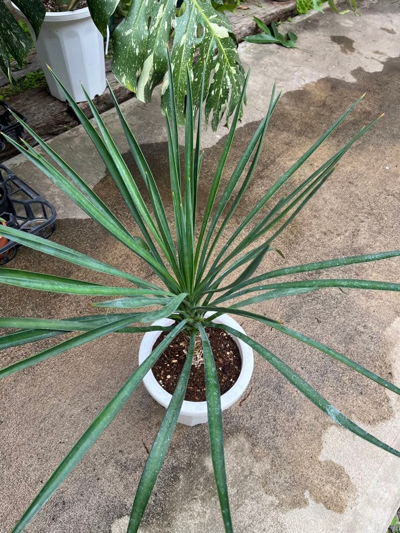 ユッカ　アロイフォリア　高さ70cm