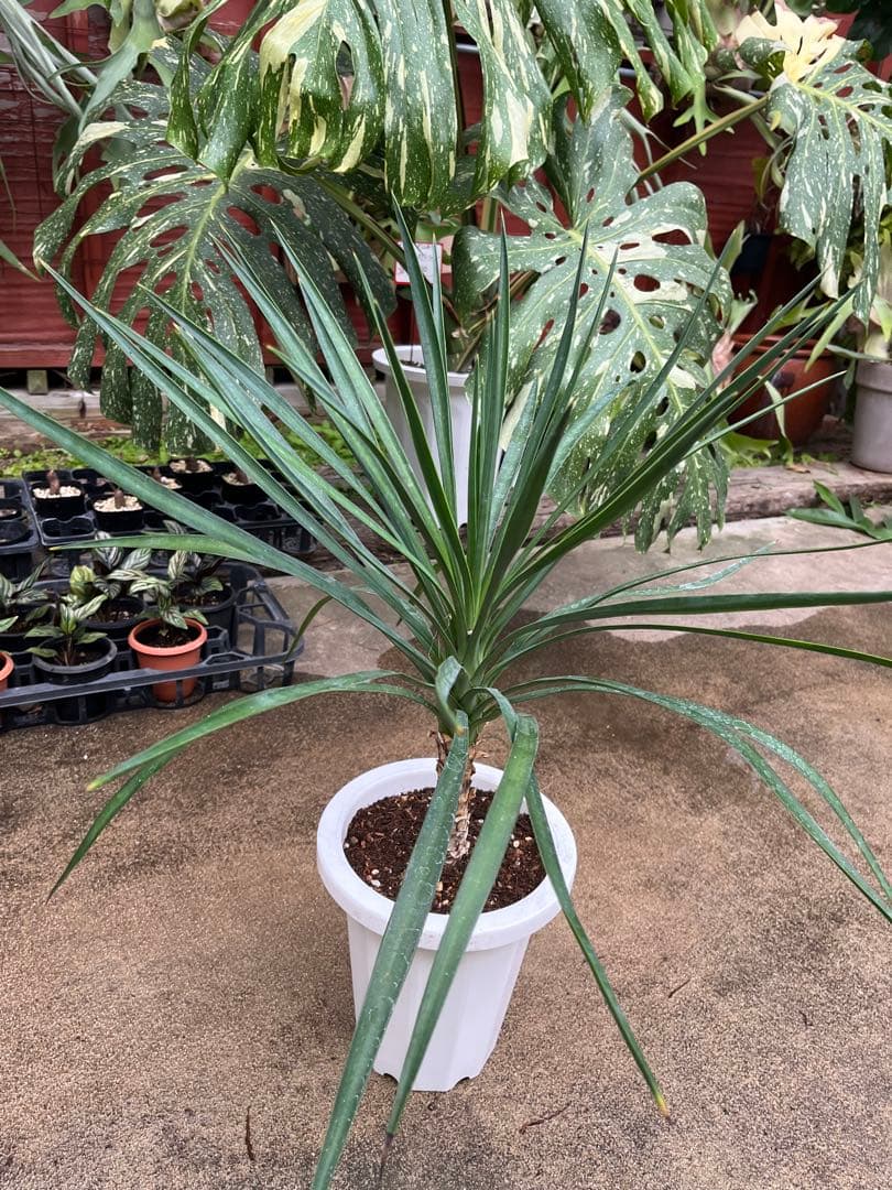 ユッカ　アロイフォリア　高さ70cm