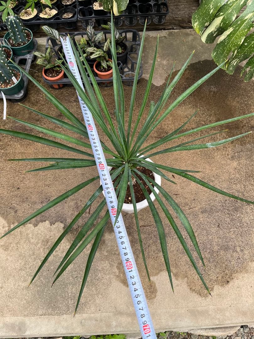 ユッカ　アロイフォリア　高さ70cm