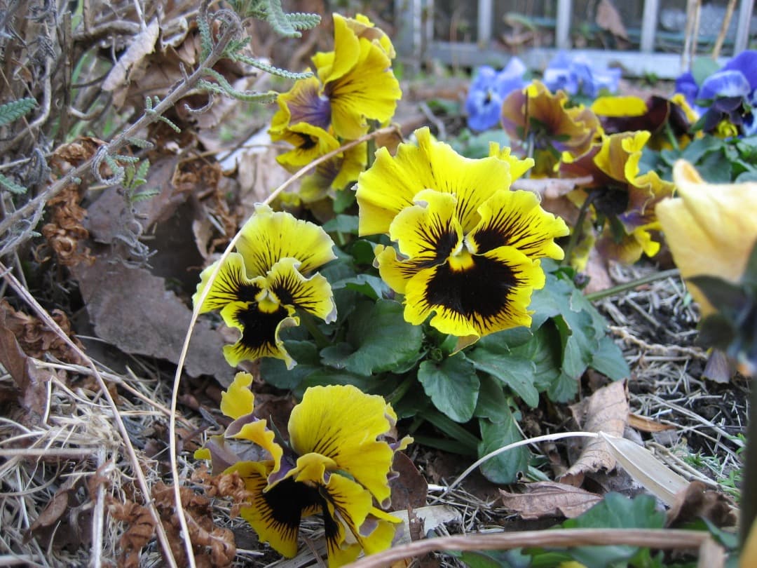 実写美⭕️【動作確認済】Canon　IXY　DIGITAL 70 PC1193