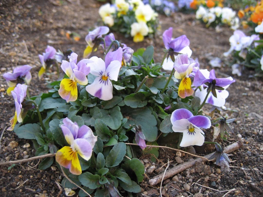 実写美⭕️【動作確認済】Canon　IXY　DIGITAL 70 PC1193