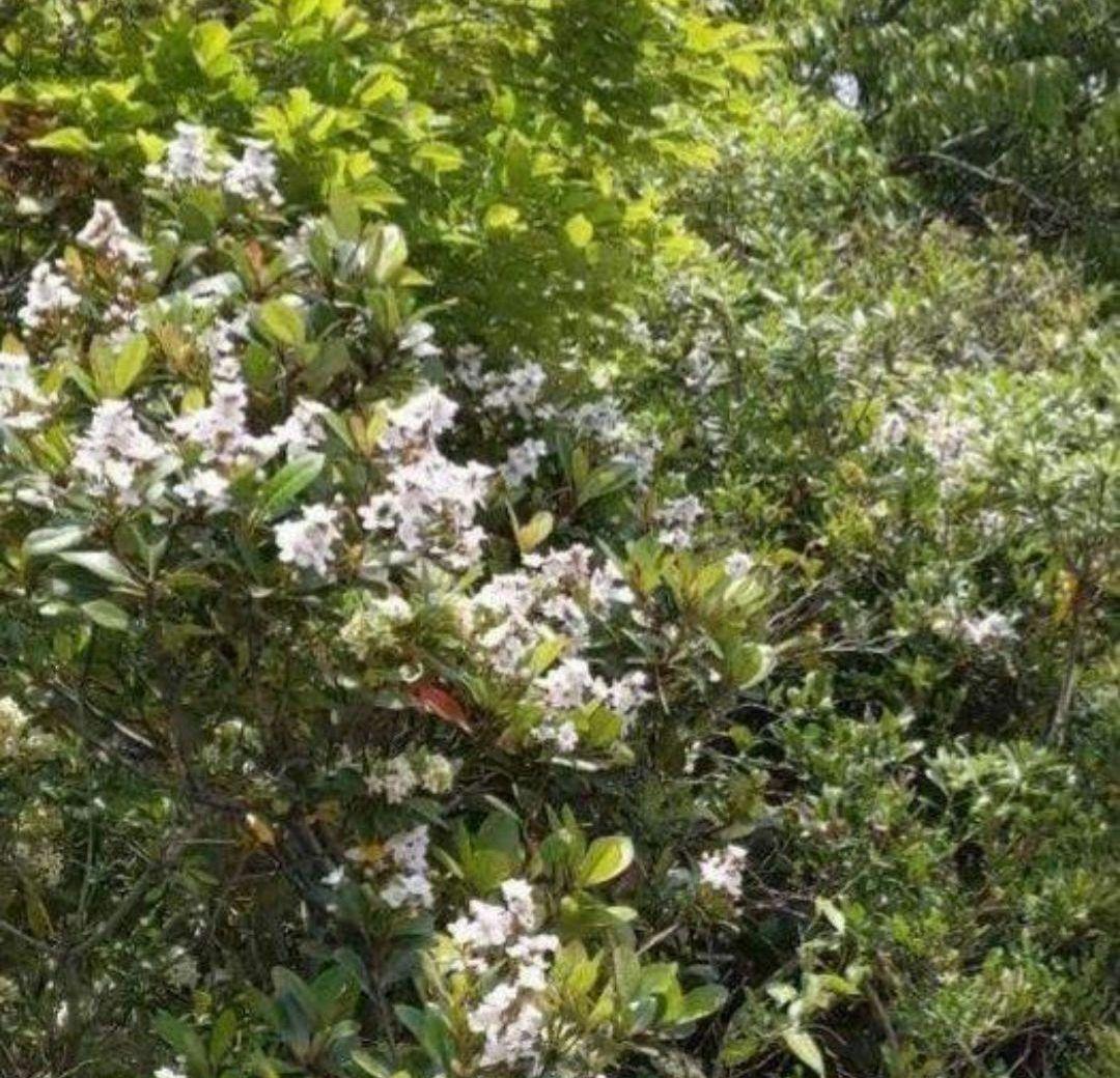 ご確認用　・　シャリンバイ