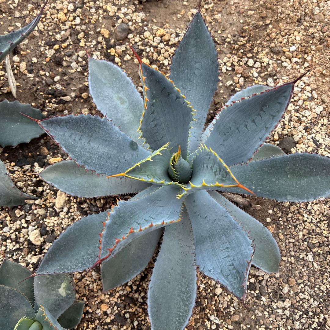 アガベ　グアダラハラナ　中株　美株