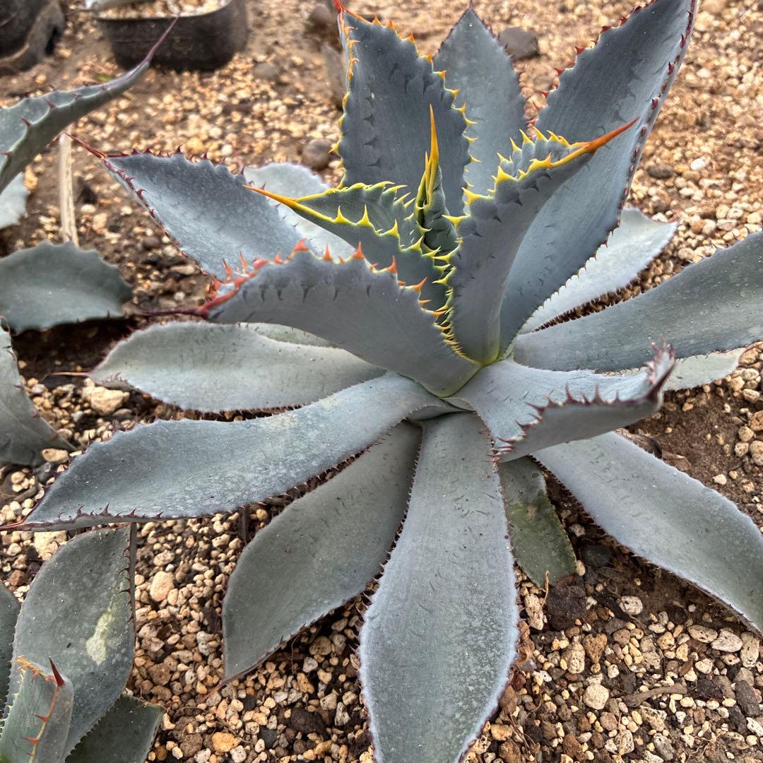 アガベ　グアダラハラナ　中株　美株