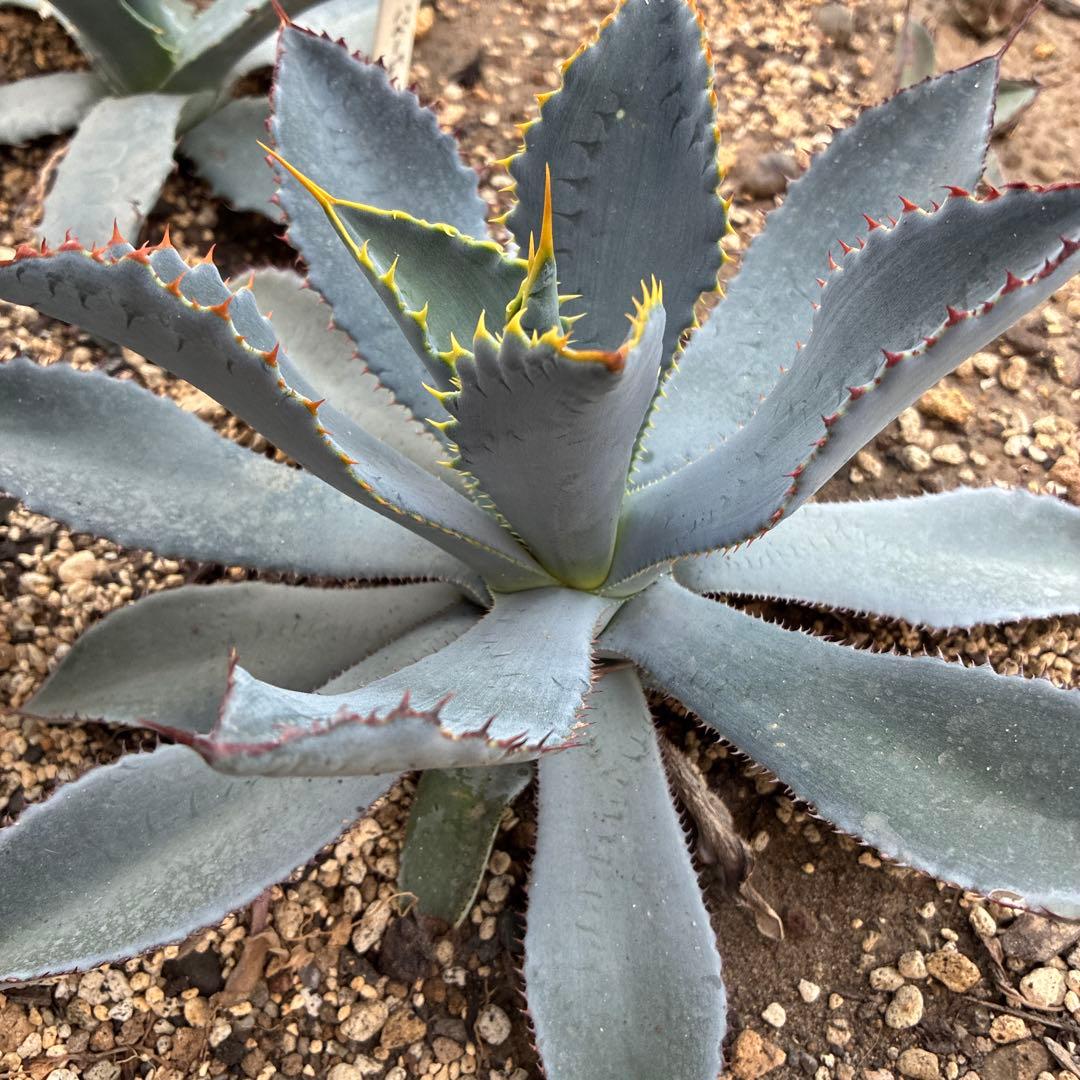 アガベ　グアダラハラナ　中株　美株