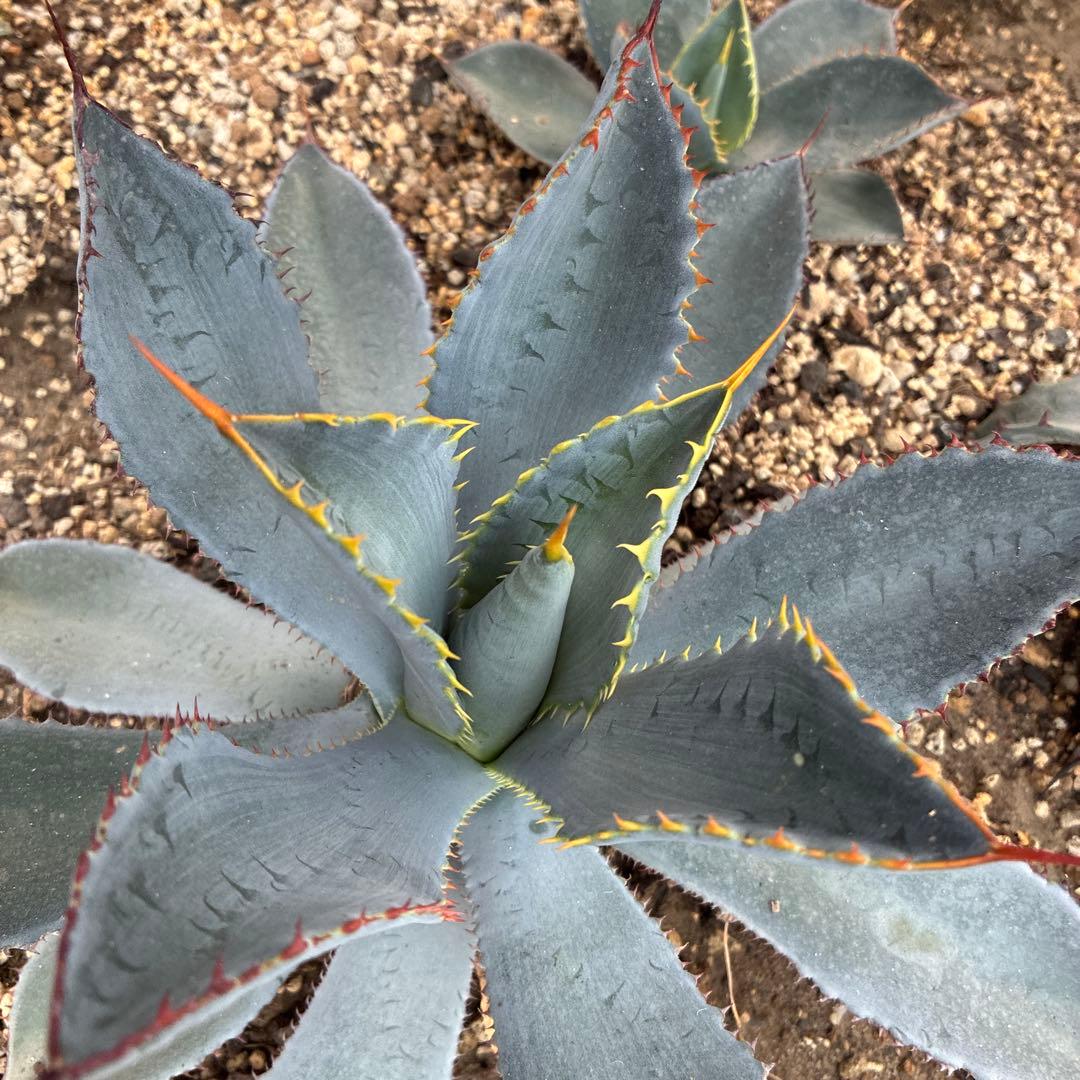 アガベ　グアダラハラナ　中株　美株