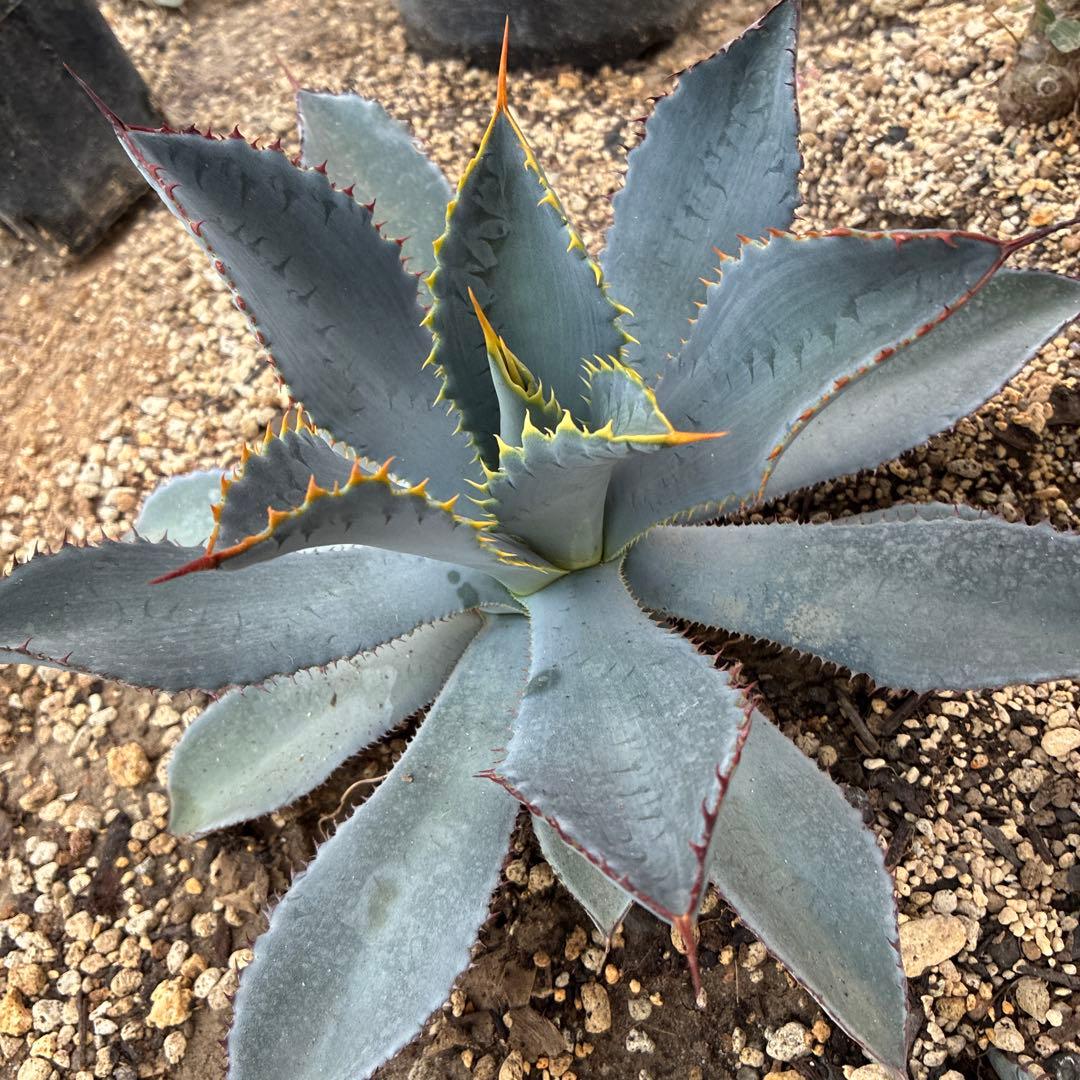 アガベ　グアダラハラナ　中株　美株